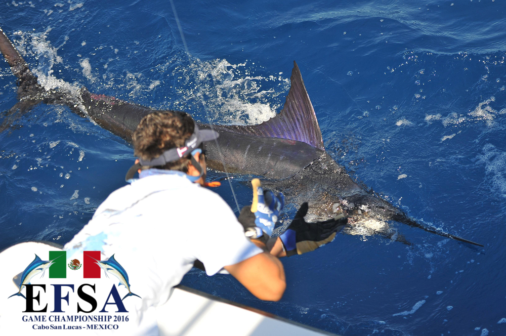 Cabo San Lucas, Baja California Sur, Black Marlin - Cabo San Lucas