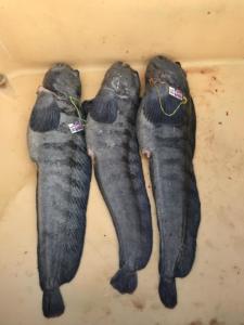 28 Largest catfish-b