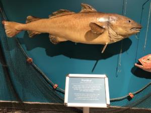 54 kg cod cought in 1990