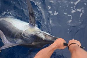 8 Marlin!!!