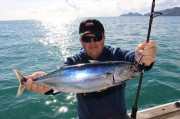 Frigate Mackerel - All Tackle                       