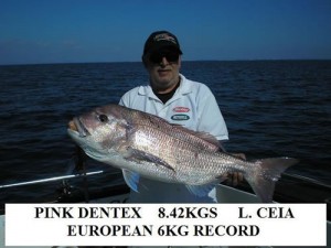 Page 33 Pink Dentex   