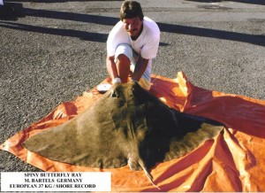 spinny-butterfly-ray-l (1)