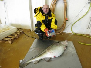 Efsa-Russia-12 26 kg cod weighing   